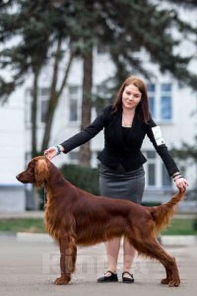 Собаки в Севастополе: Щенки ирландского красного сеттера Мальчик, 45 000 руб. - фото 7