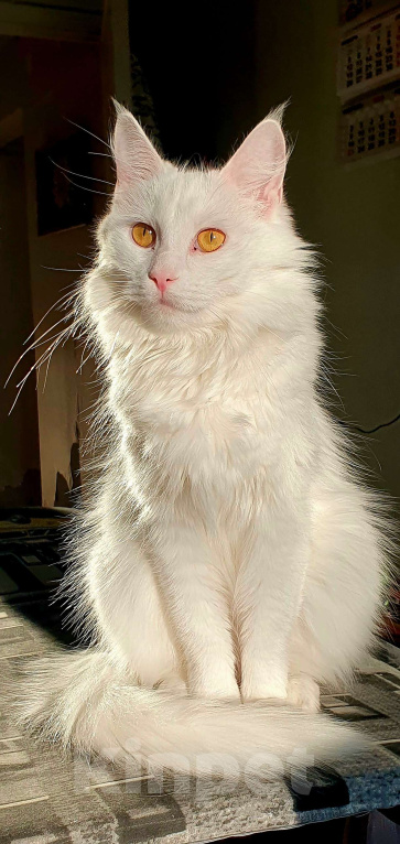 Кошки в Екатеринбурге: Котята полукровки турецкая ангора Девочка, 6 000 руб. - фото 1