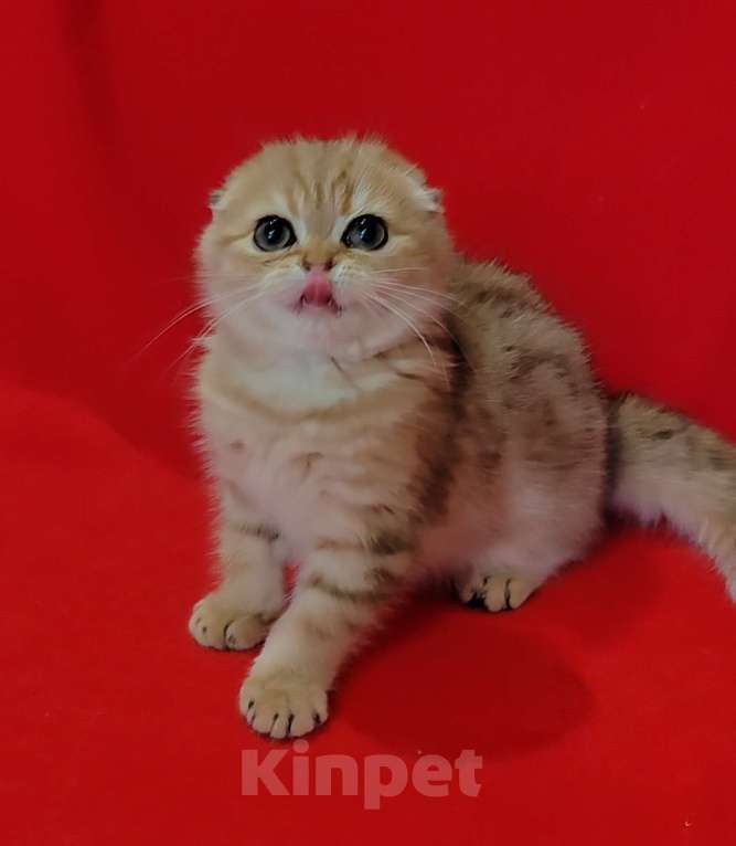 Кошки в Москве: Золотая мраморная вислоухая кошечка Девочка, 20 000 руб. - фото 8