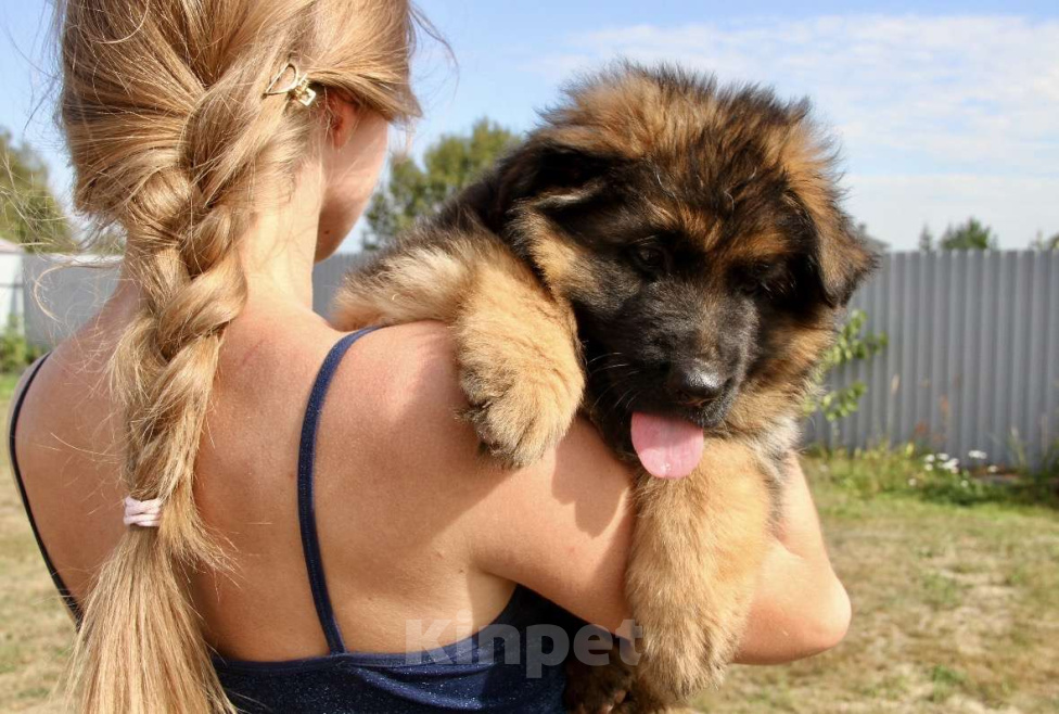 Собаки в Балашихе: красивые щенки длиношерстной немецкой овчарки Мальчик, 70 000 руб. - фото 1