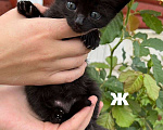 Кошки в Пензе: Котят в добрые руки СРОЧНО! Девочка, Бесплатно - фото 1