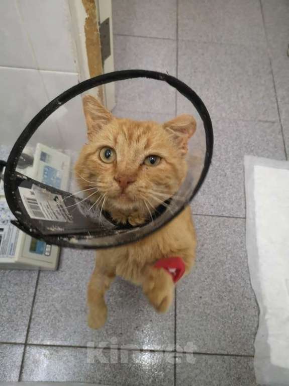 Кошки в Москве: Самый несчастный и самый ласковый кот Билли Уизли ищет дом Мальчик, 1 руб. - фото 2