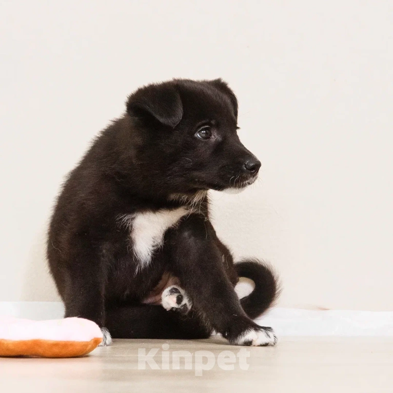 Собаки в Лосином-Петровском: Кения якутенок Девочка, Бесплатно - фото 9