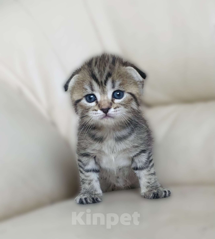 Кошки в Нижнем Новгороде: В любимы милая кошечка Девочка, 15 000 руб. - фото 1