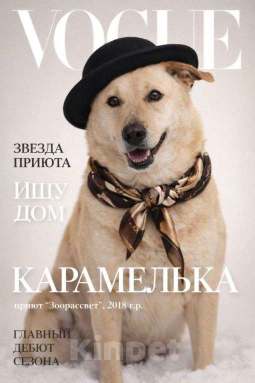 Собаки в Москве: Карамелька, 6 лет Девочка, Бесплатно - фото 1