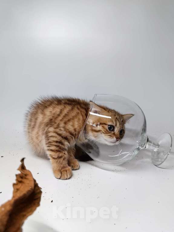 Кошки в Москве: Шотландский котенок шоколадный пятнистый Мальчик, 15 000 руб. - фото 4