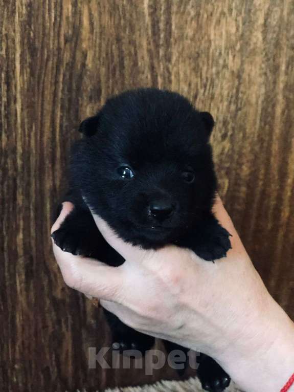 Собаки в Зеленоградске: Шипперке Щеночки от привозного американца Девочка, 80 000 руб. - фото 2