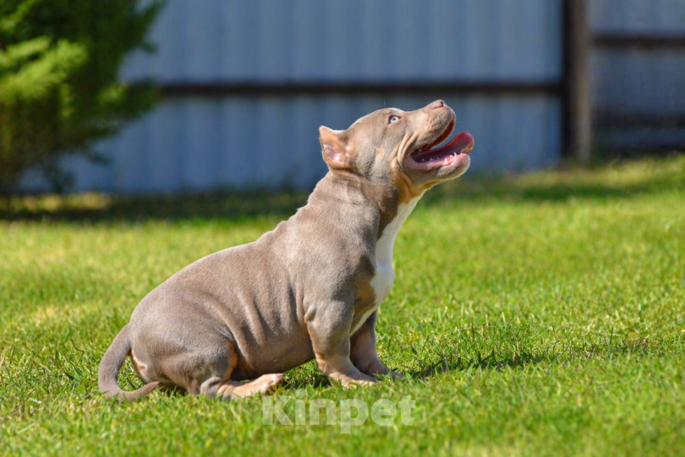 Собаки в Москве: Булли Американский щенок Девочка, Бесплатно - фото 4