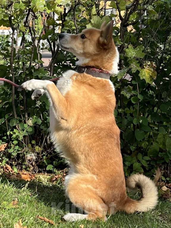 Собаки в Москве: Яша Мальчик, Бесплатно - фото 3