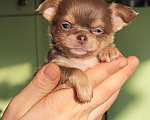 Собаки в Саратове: Красавчик чихуахуа Мальчик, 150 000 руб. - фото 1