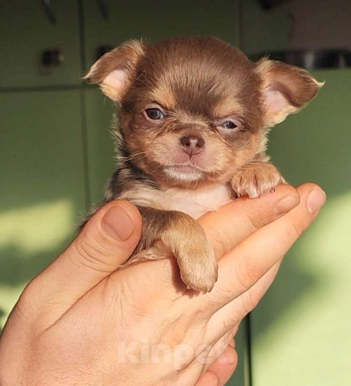 Собаки в Саратове: Красавчик чихуахуа Мальчик, 150 000 руб. - фото 1