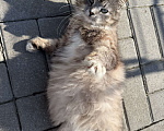 Кошки в Гурьевске: Кошечка ищет новый дом Девочка, Бесплатно - фото 3
