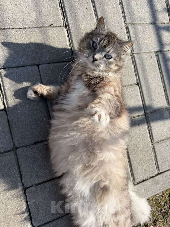 Кошки в Гурьевске: Кошечка ищет новый дом Девочка, Бесплатно - фото 3