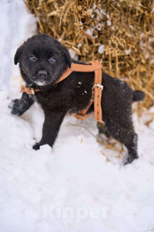 Собаки в Москве: классные щенки в поисках дома Мальчик, Бесплатно - фото 1