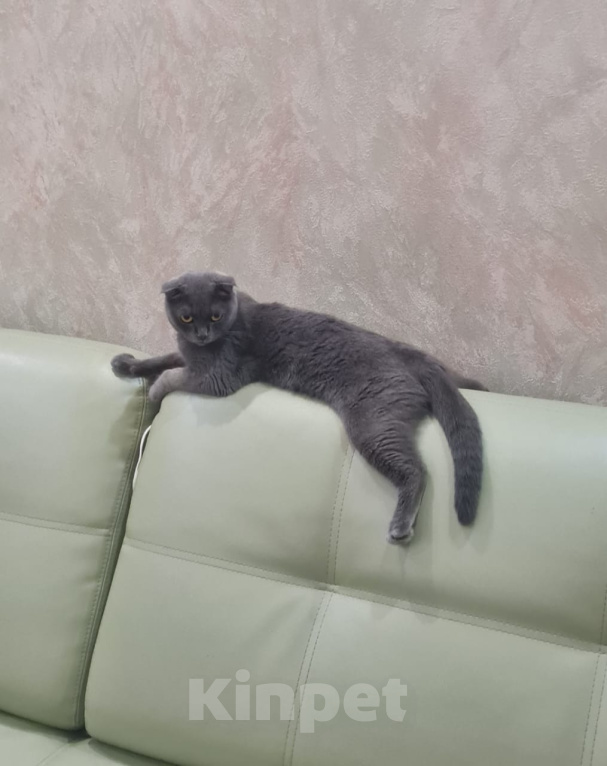 Кошки в Москве: В добрые руки Девочка, Бесплатно - фото 3