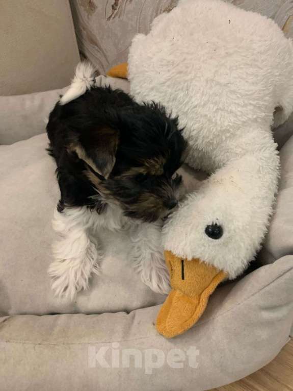 Собаки в Санкт-Петербурге: Бивер Девочка, 110 000 руб. - фото 3