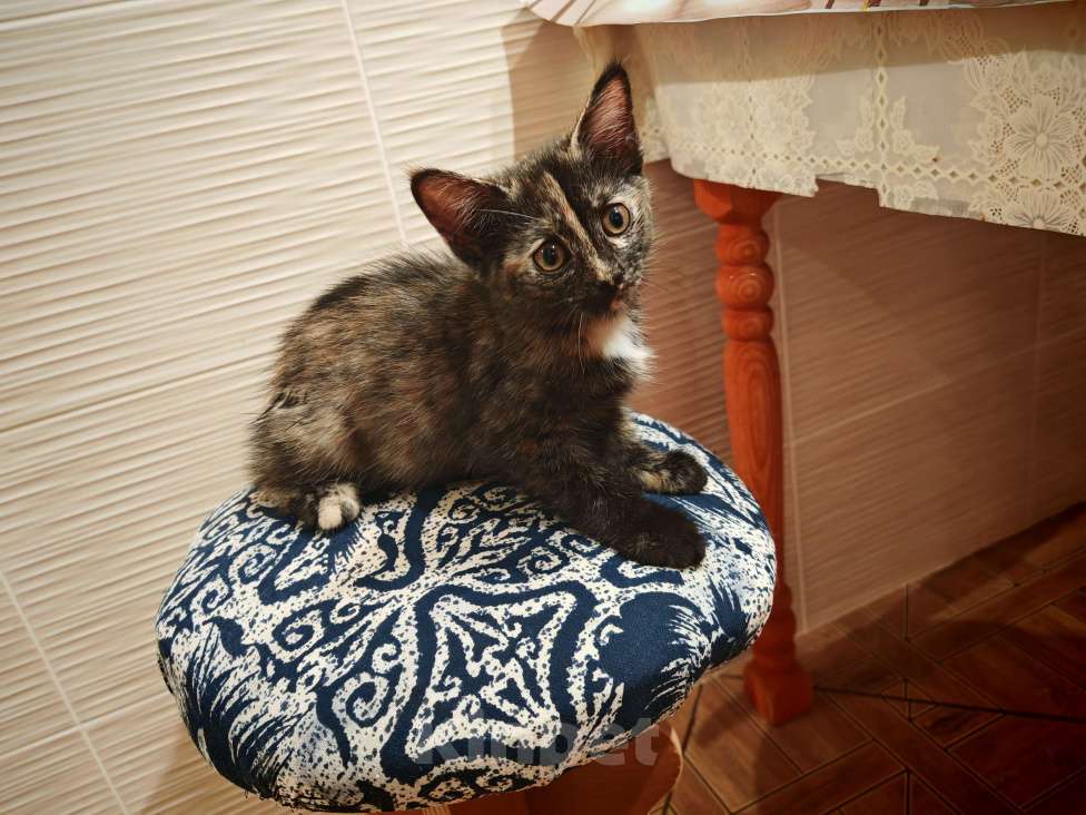 Кошки в Уфе: Бузинная палочка Девочка, Бесплатно - фото 4