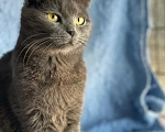 Кошки в Москве: Британская кошечка найдена на улице Девочка, Бесплатно - фото 2