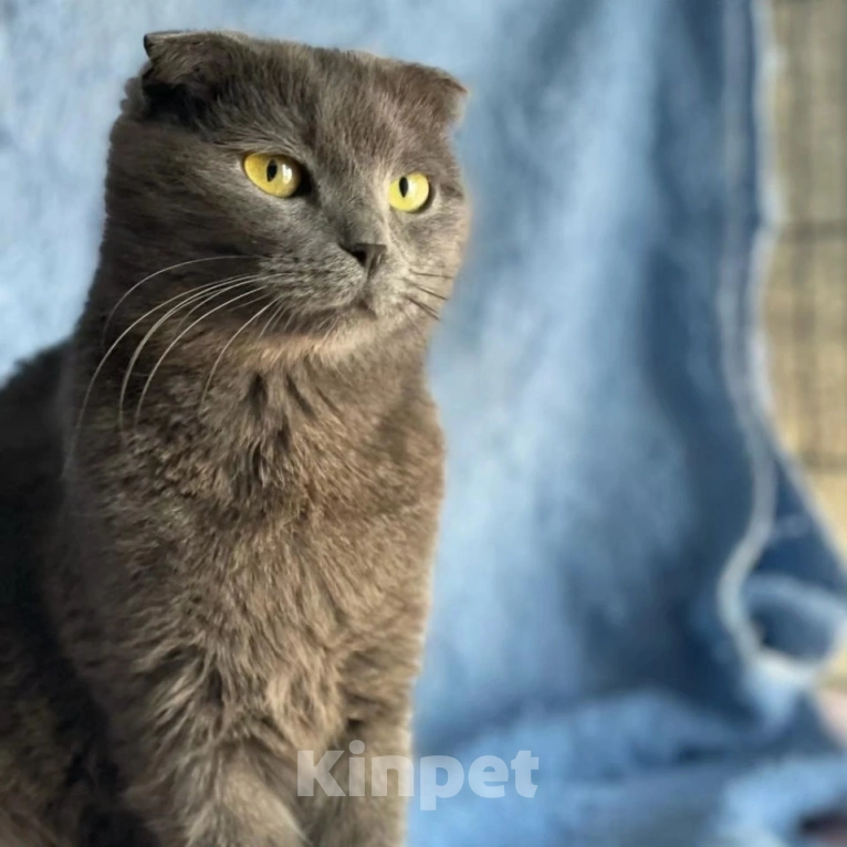 Кошки в Москве: Британская кошечка найдена на улице Девочка, Бесплатно - фото 2