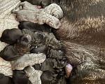 Собаки в Азове: Щеночки  Девочка, 50 000 руб. - фото 1