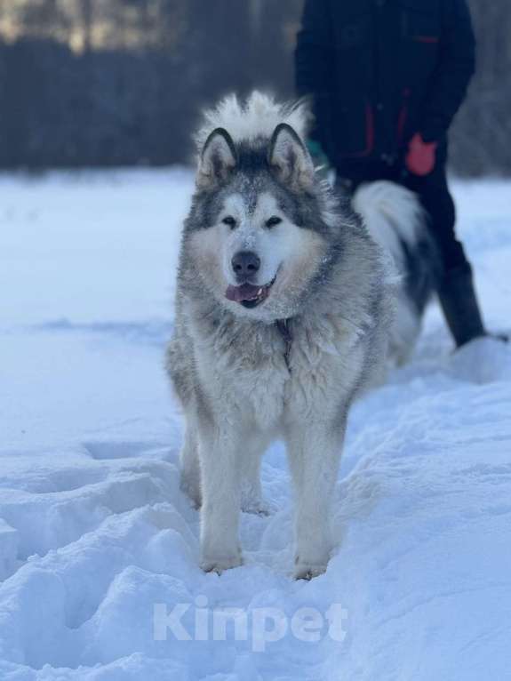 Собаки в Москве: Маламут Аякс в добрые руки Мальчик, 1 руб. - фото 8