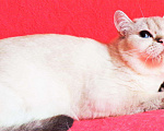 Кошки в Сертолово: Британцы драгоценных окрасов, 5 000 руб. - фото 8