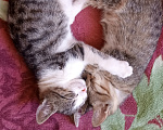 Кошки в других городах Краснодарского края: Котёнок в добрые руки Девочка, 500 руб. - фото 2