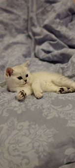 Шотландский которебëнок