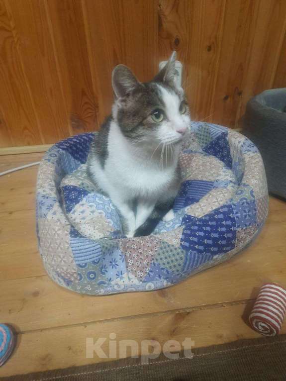 Кошки в Москве: Отдаю кошечку бесплатно Девочка, Бесплатно - фото 3