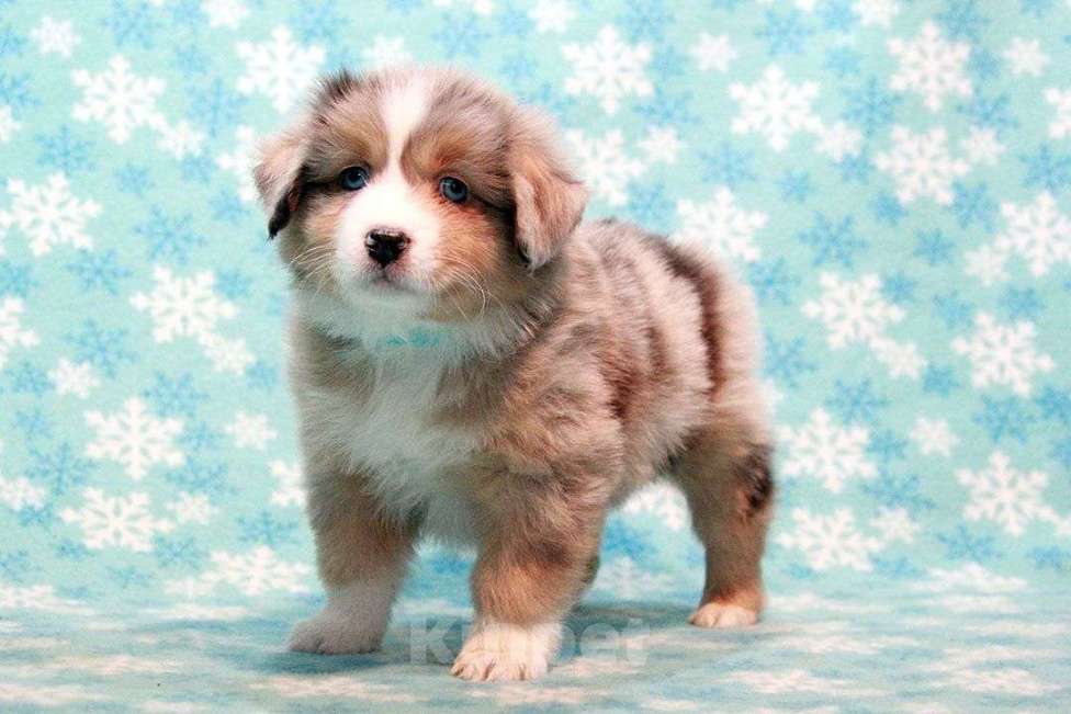 Собаки в Москве: Австралийская овчарка. Миниатюрная американская овчарка (мини аусси) Девочка, 80 000 руб. - фото 5