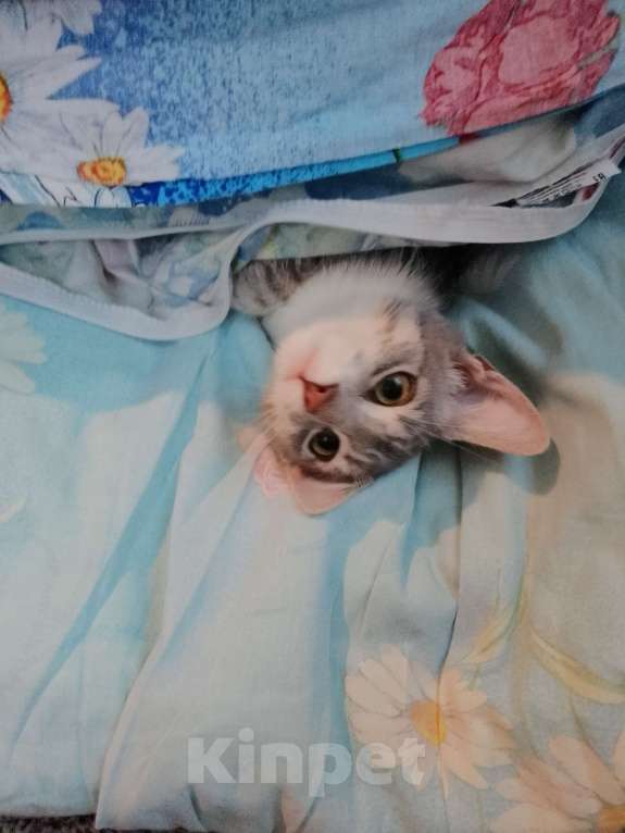 Кошки в Старом Руссе: Ася Девочка, Бесплатно - фото 5