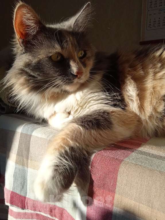 Кошки в Люберцах: Ищет дом чудесная Тэйла Девочка, Бесплатно - фото 3