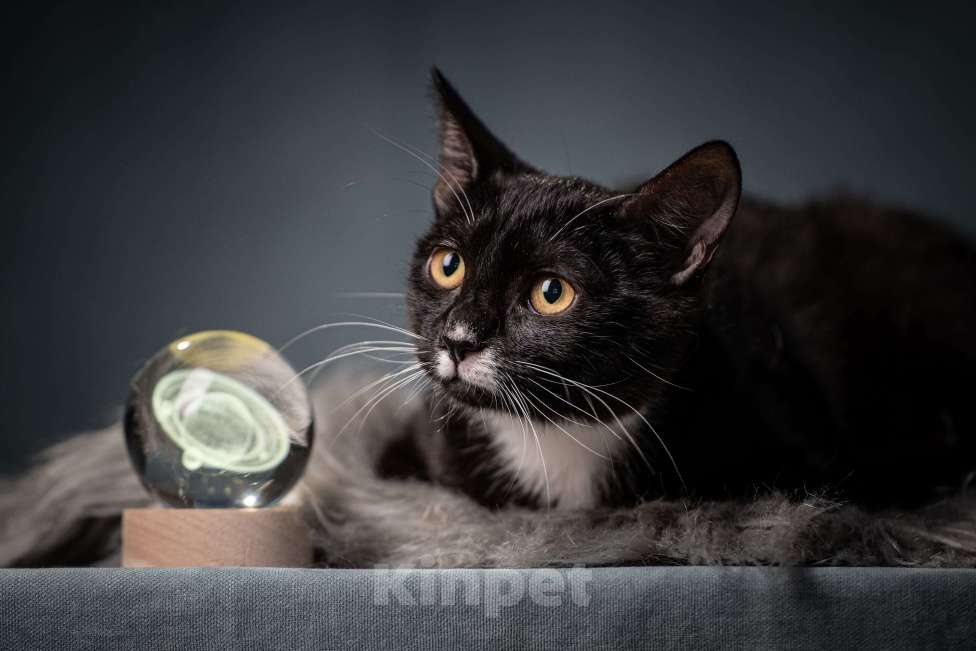 Кошки в Клине: Котюлька — очаровательная молодая кошечка Девочка, Бесплатно - фото 5