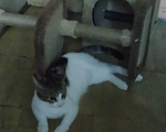 Кошки в Ореховом-Зуево: Пропал кот! Мальчик, 1 руб. - фото 1