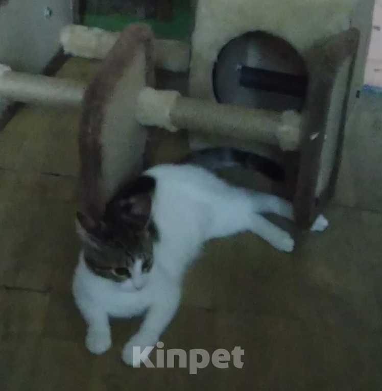 Кошки в Ореховом-Зуево: Пропал кот! Мальчик, 1 руб. - фото 1
