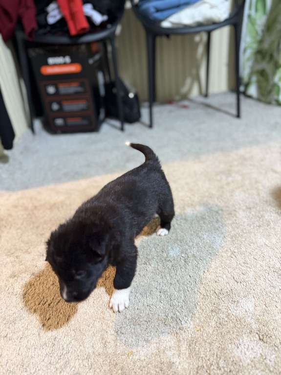 Собаки в других городах Московской области: Дакота Девочка, 100 руб. - фото 4