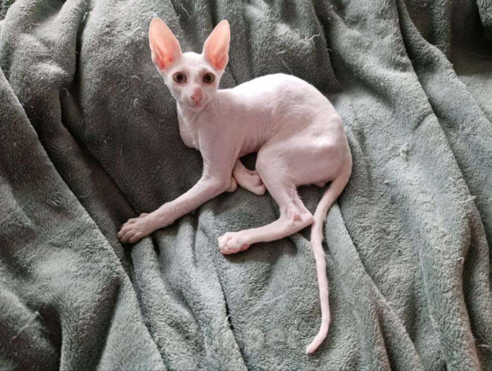 Кошки в Москве: белый голубоглазый кудрявый котенок Мальчик, 70 000 руб. - фото 7