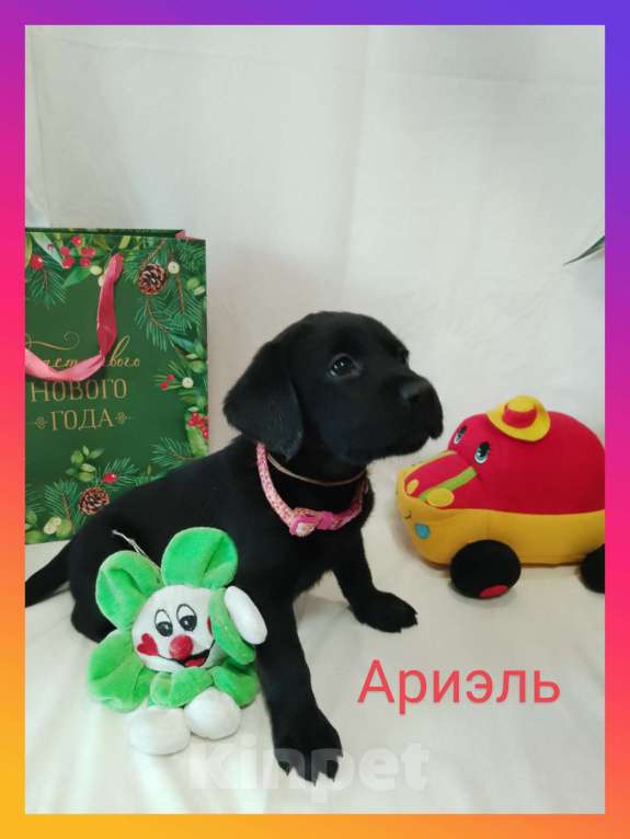 Собаки в других городах Краснодарского края: Щенки Лабрадор ретривер Девочка, 12 000 руб. - фото 8