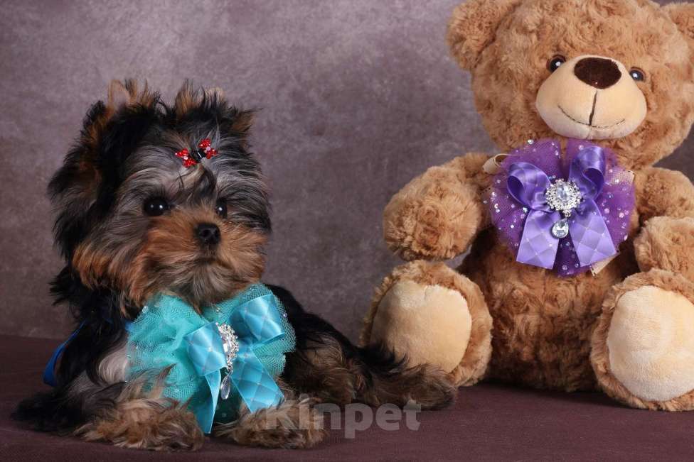 Собаки в Москве: Йоркширский терьер курносый красавец Оливер РКФ. Мальчик, 55 000 руб. - фото 9