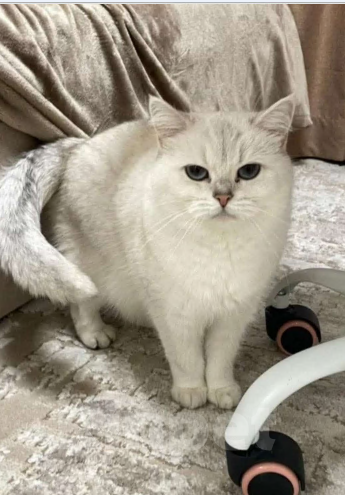 Кошки в Лыткарино: Кошка в добрые руки Девочка, Бесплатно - фото 4