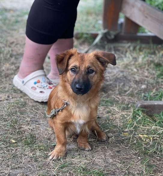 Собаки в Москве: Ника, маленькая собачка ищет дом! Девочка, Бесплатно - фото 3