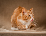 Кошки в Клине: Базилио — ласковый и скромный котик Мальчик, Бесплатно - фото 10