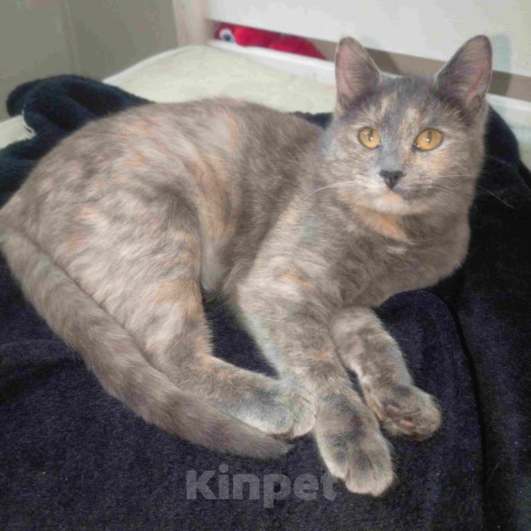 Кошки в Москве: Трехцветный котёнок Малышка в добрые руки Девочка, Бесплатно - фото 3