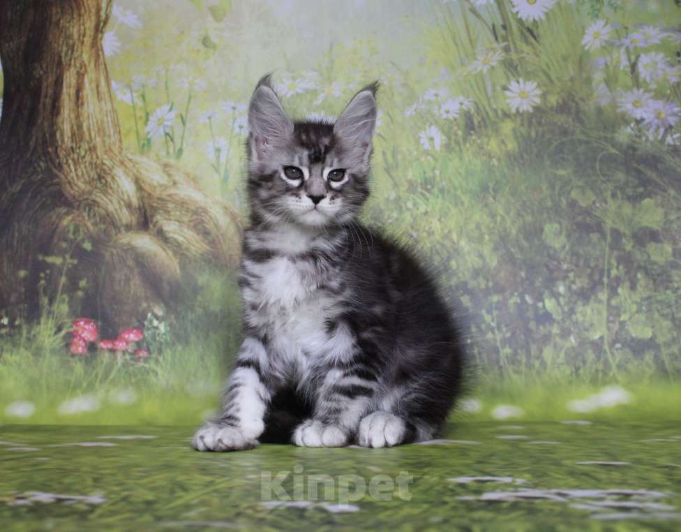 Кошки в Екатеринбурге: Котёнок мейн-кун Кристофер мальчик Мальчик, 35 000 руб. - фото 6