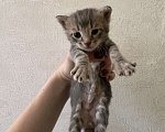 Кошки в Сарапуле: Котята Разнополые, Бесплатно - фото 5