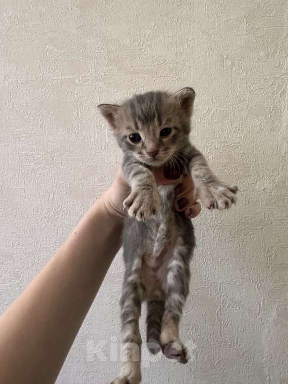Кошки в Сарапуле: Котята Разнополые, Бесплатно - фото 5