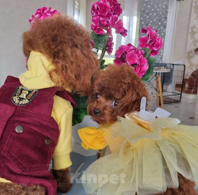 Собаки в Новосибирске: Той Пудель теди тикап Мальчик, 120 000 руб. - фото 7