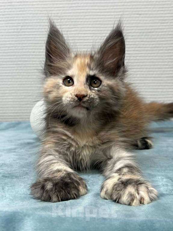 Кошки в Москве: Мейн-кун полидакт девочка Девочка, 35 000 руб. - фото 6