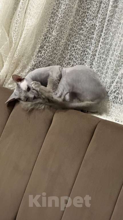 Кошки в Сургуте: Донской сфинкс Мальчик, 5 000 руб. - фото 3