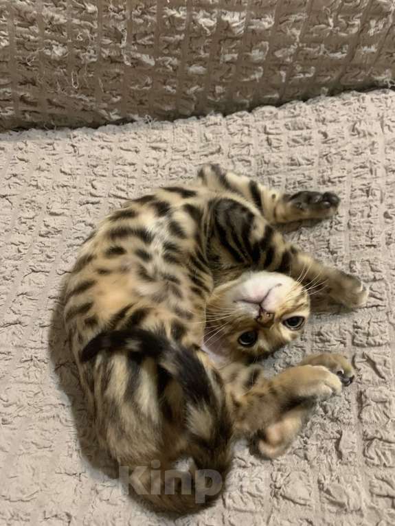 Кошки в Москве: Потерялась кошечка бенгальской породы. Возраст 8 месяцев. Выпала с балкона 26.01.25г.  Девочка, 3 000 руб. - фото 2